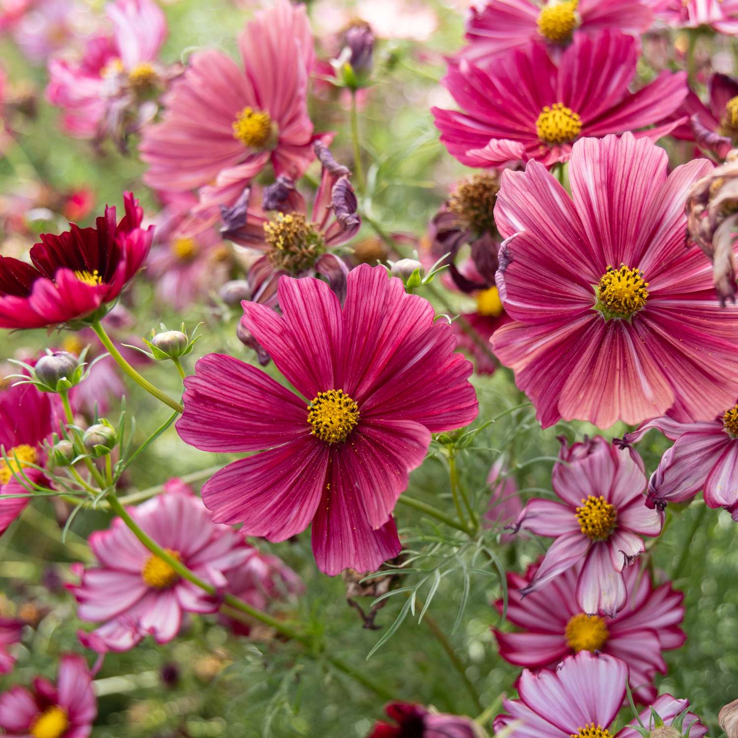 Cosmos 'Rubenza' (graines)